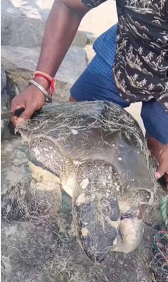 ಮೀನುಗಾರಿಕಾ ಬಲೆಗೆ ಸಿಲುಕಿ ಒದ್ದಾಡುತ್ತಿದ್ದ ಆಮೆ
