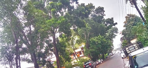  ಉಪ್ಪಿನಂಗಡಿಯ ಸರ್ಕಾರಿ ಮಾದರಿ ಶಾಲಾ ಆವರಣದಲ್ಲಿನ ಮರಗಳ ದೃಶ್ಯ.