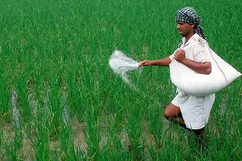 ಭತ್ತದ ಗದ್ದೆಗೆ ಯೂರಿಯಾ ಹಾಕುತ್ತಿರುವ ರೈತ