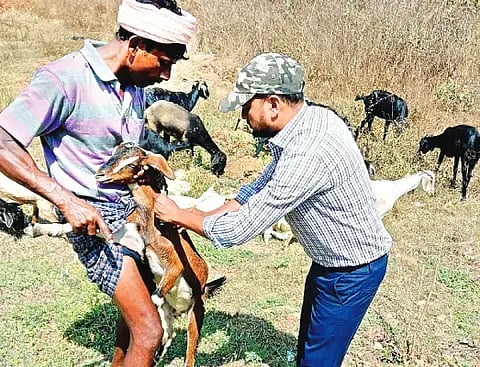 ಕುರಿಗೆ ಲಸಿಕೆ ನೀಡುತ್ತಿರುವ ಪಶು ವೈದ್ಯಕೀಯ ಪರೀಕ್ಷಕ