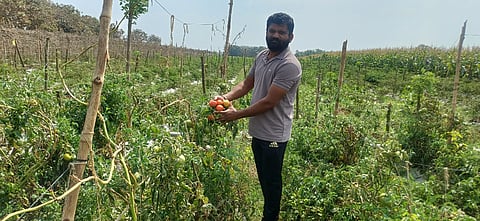 ಹುಬ್ಬಳ್ಳಿ ತಾಲೂಕಿನ ಕುರಡಿಕೇರಿ ಗ್ರಾಮದ ರೈತ ಕಲ್ಲಪ್ಪ ಅವರು ಟ್ಯೊಮ್ಯಾಟೊ ಬೆಳೆದಿರುವುದು.