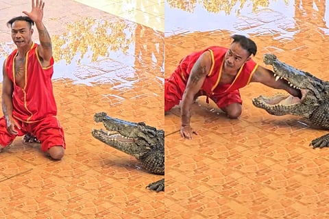 crocodiles