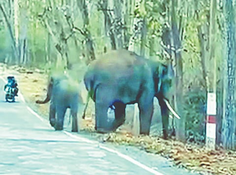 ಮಾನವ-ಕಾಡುಪ್ರಾಣಿಗಳ 