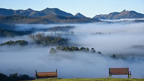 कोहरा - नीलगिरी