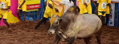 Jallikattu