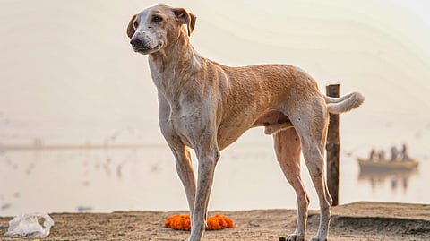 Delhi’s Stray Dog Crisis: Supreme Court Chooses Humane Path Over Relocation