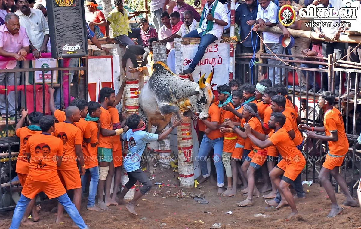 Jallikattu 2024 Live Thrilling BullTaming Action from Avaniyapuram Jallikattu 2024 Live Thrilling BullTaming Action from Avaniyapuram