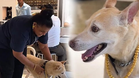 मुंबई: पालतू कुत्ते कुत्ते के लिए 2.5  लाख की चैन तोहफा में दी मुंबई की ये महिला