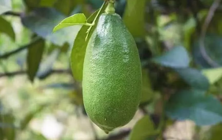 Kaji Nemu: Assam Declares 'Kaji Nemu' Lemon As 'State Fruit'