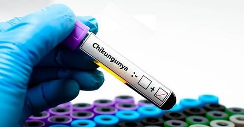  Chikungunya