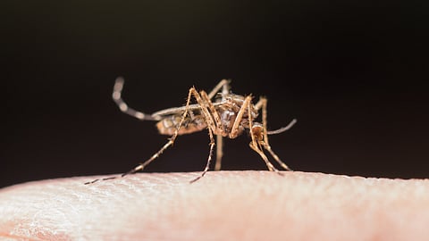 Brazil Clears World’s First Single-Dose Dengue Vaccine