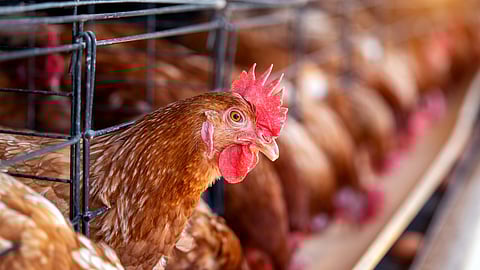 Avian Flu’s Fever-Proof Gene Sparks Global Health Concern 