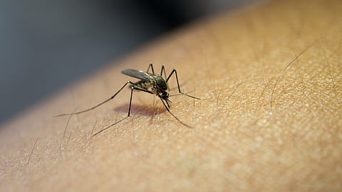 Mosquito-Borne Diseases Seen As Rapidly Growing Danger To Global Health: Study