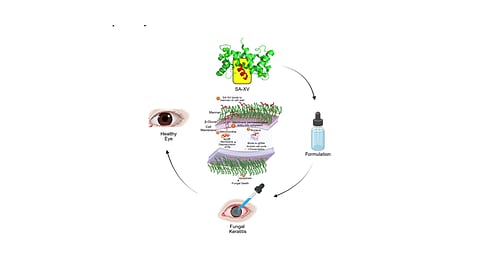 Advances In Peptide Therapy Offer New Hope For Eye Infection Patients
