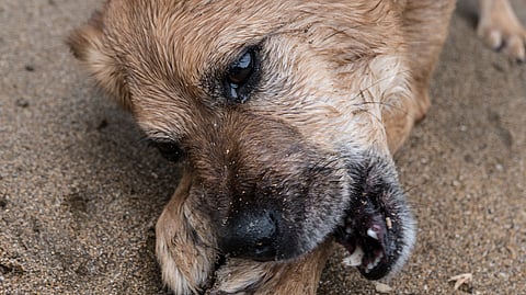 Delhi Govt Declares Human Rabies A “Notifiable Disease”