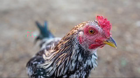 Andhra Govt Steps Up Measures After Bird Flu Cases Detected In Annamayya District 