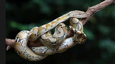 Gujarat To Roll Out State-Specific Anti-Venom From Local Snake Venom To Tackle Snakebite Mortality