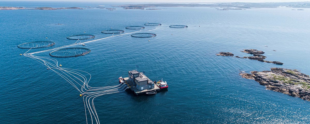 Norwegian Food Safety Authority audits Lerøy Seafood Group