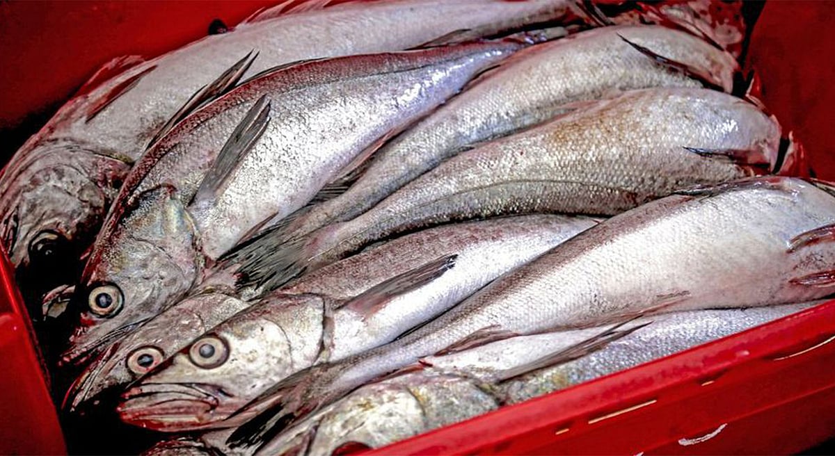 In July, Peru's fishery landings were up 56.2% over 2023