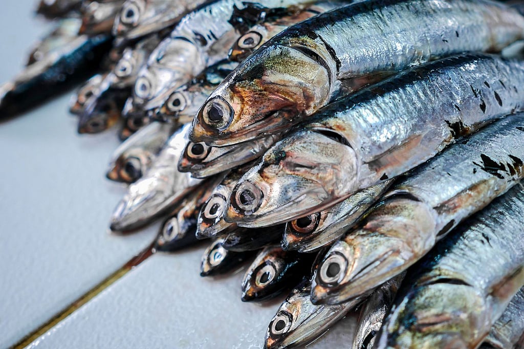 Second season anchovy quota set in Peru