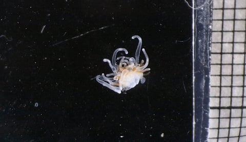 String jellyfish, known in Norwegian as Perlesnormanet.