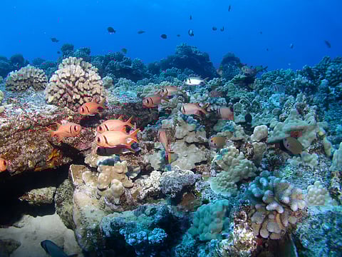 Black Bar Soldier Fish on a Hawaiian reef in Maui.