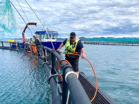 "The aquaculture industry is a high-risk industry when it comes to occupational accidents," according to SINTEF Ocean.