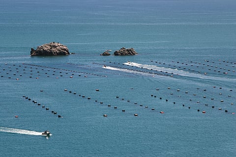 Mussels farm, New Zealand.