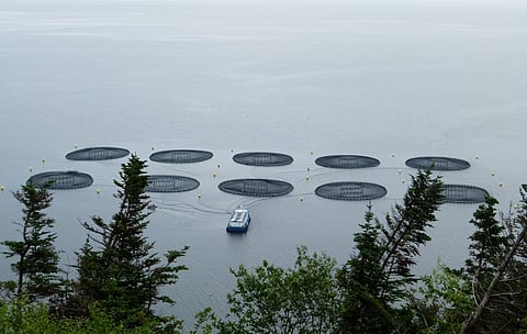 Fish farm in Belleoram, Newfoundland and Labrador, Canada.