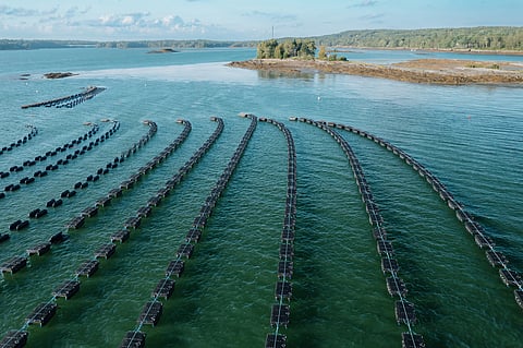 Shellfish farm on Orr's Island, Harpswell, Maine, United States.