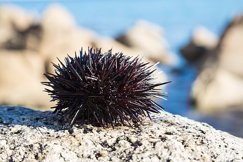 The sea urchin aquaculture method is the result of more than 7 years of R&amp;D in partnership with a team of researchers at Hokkaido University.