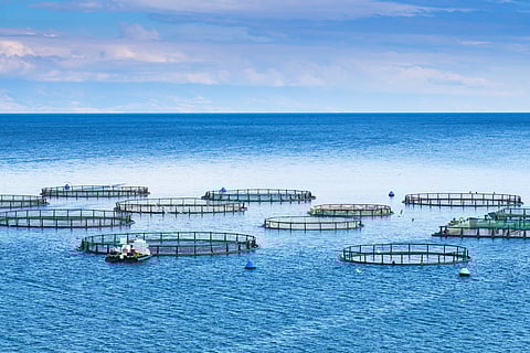 The study explores how enhanced iron sulfide formation could help capture CO2 in aquaculture facilities.