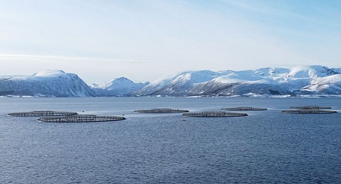 Holmøy Maritime AS is the group's management company.