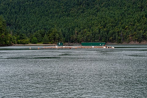 Fish farm in the Salish Sea, Washington State, U.S. 