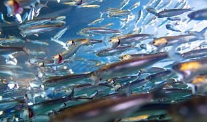 The data obtained by IFFO comes from its members, who represent 55% of the global marine ingredients production.