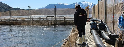 Sernapesca official inspecting a salmon farm in Chile. 