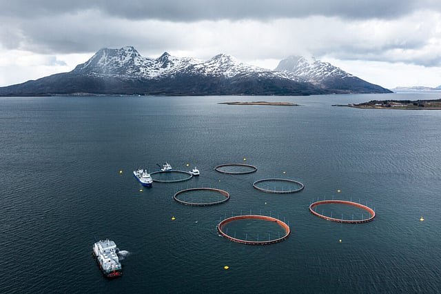 Escape from Norcod farm in November estimated at 27,500 fish