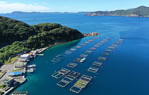 Image of fishing and aquaculture / Aquaculture farm in Ainanchō, Ehime Prefecture.