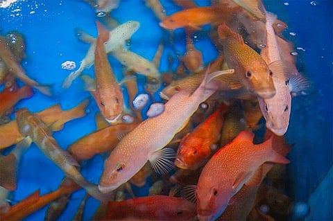 A look at groupers being studied in collaboration with Beninsha.