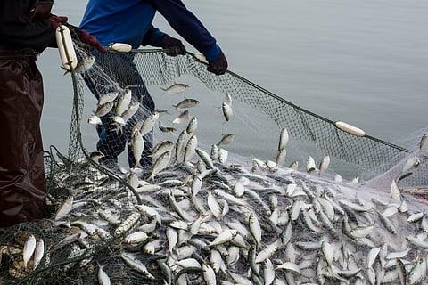 On the fisherman's boat, catching much fish at the mouth of the Bangpakong river in Chachengsao Province east of Thailand.