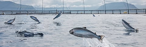 Salmon jumping in a cage at an Arnarlax farm in Iceland. 