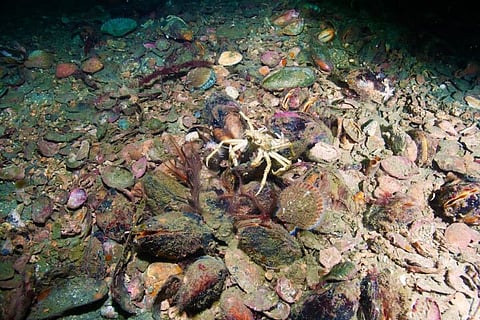 Mussel reef