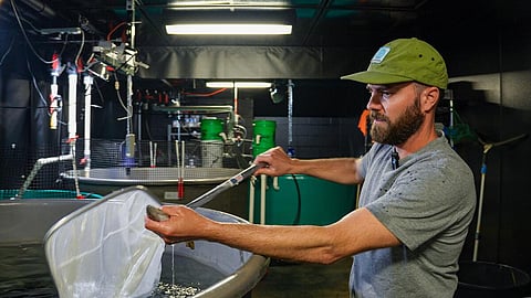 Minnesota Sea Grant Aquaculture Extension Associate Kieran Smith monitors Yellow Perch for a project that is growing fish from egg to market size in a recirculating aquaculture system. 