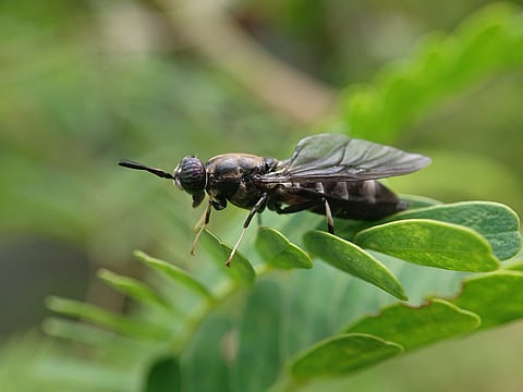 Black soldier fly (Hermetia illucens)