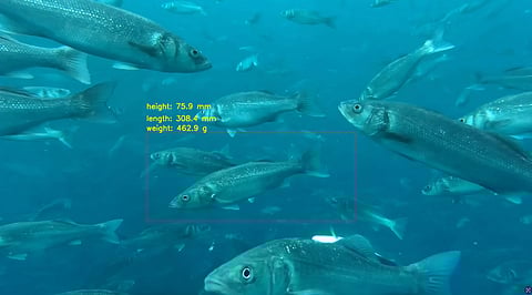 A camera&nbsp;provides real-time insights into fish size and weight estimation.