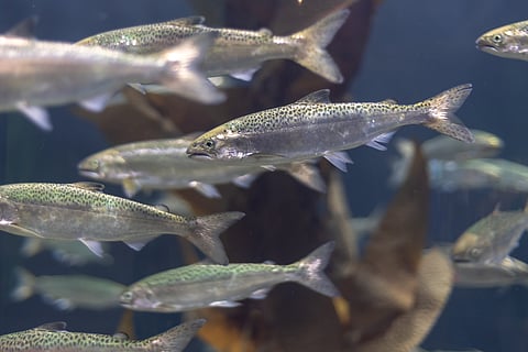 Juvenile salmon
