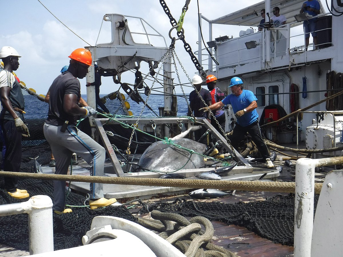 Spanish tuna fleet introduces cutting-edge technology to release ...