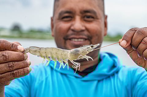 Shrimp industry worker in Ecuador.