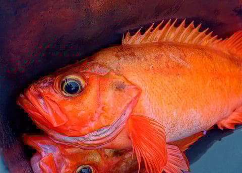 Atlantic redfish&nbsp;Sebastes fasciatus, one of two redfish species permitted in 2025-2026.