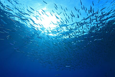 A shoal of anchovies.
